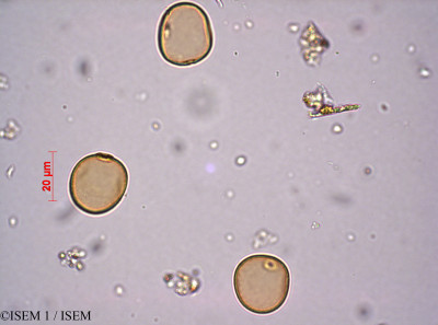 Poa annua - lame n° 29207